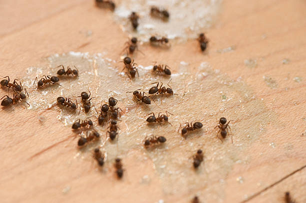 Best Exterminator Services  in Nth Bend, OR