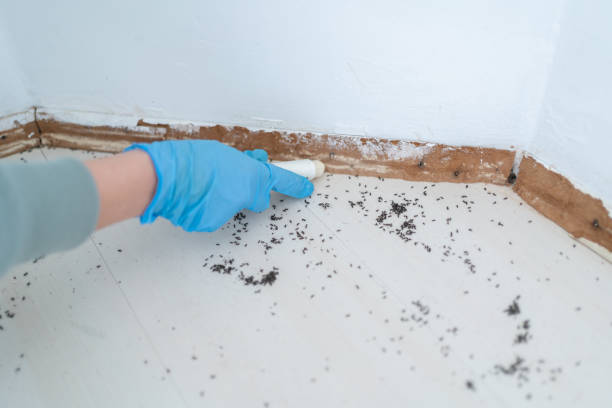 Best Affordable Pest Control Services  in Nth Bend, OR